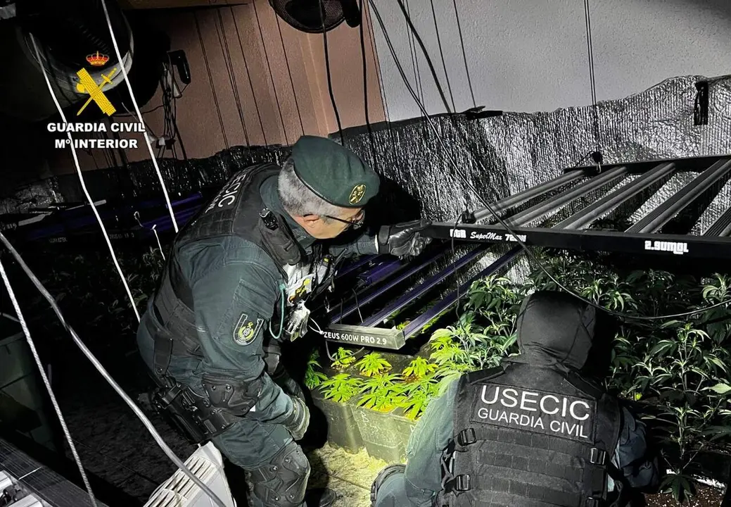 Detenidos dos hombres tras el desmantelamiento de una plantaci&oacute;n de marihuana en Cuarte de Huerva. / GUARDIA CIVIL