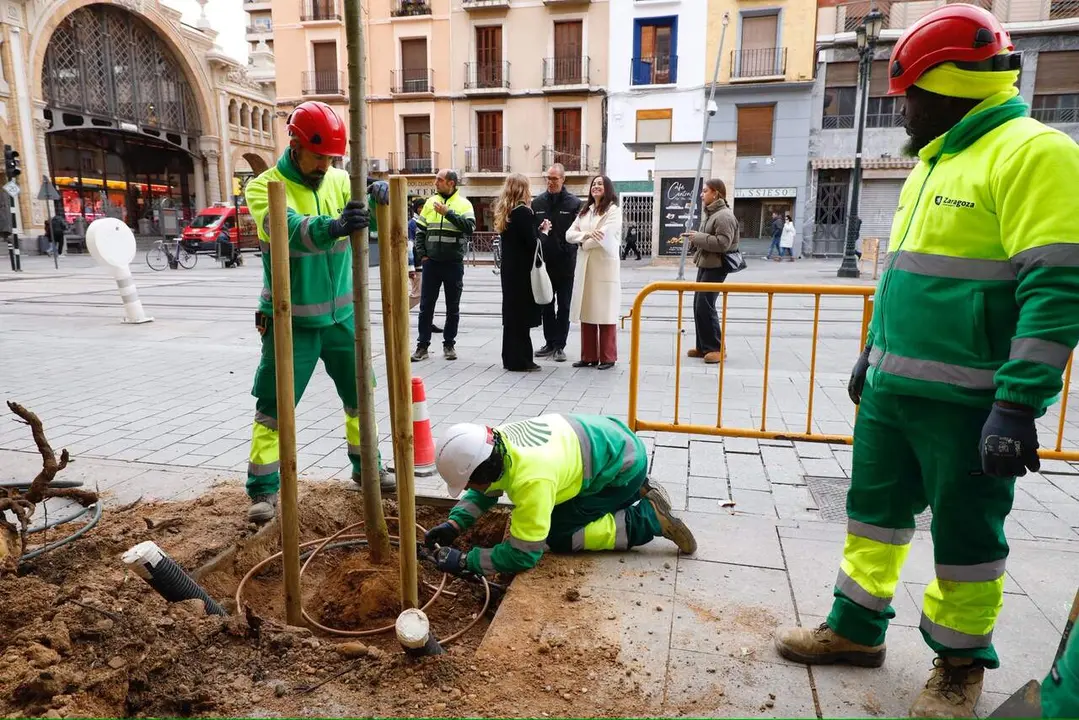Plantaci&oacute;n de arbolado en C&eacute;sar Augusto. /AZ