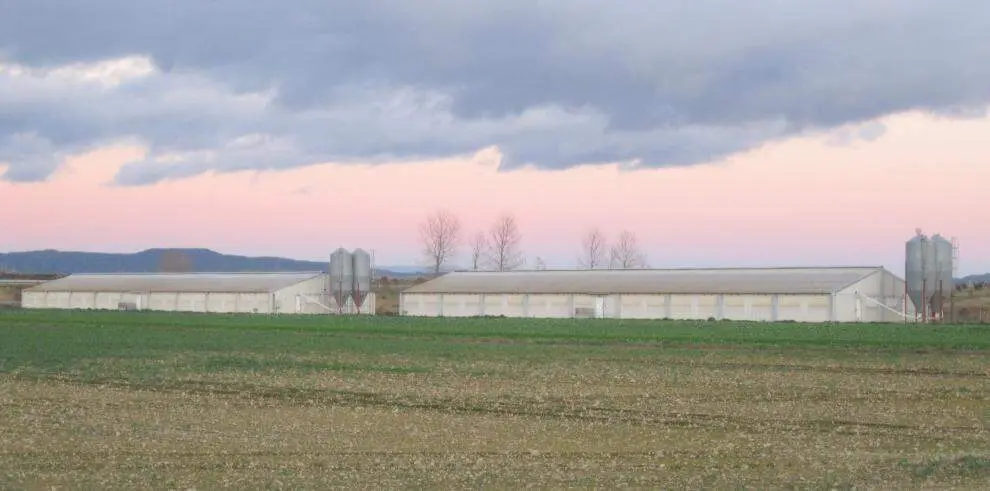 Arag&oacute;n presenta las conclusiones del proyecto europeo Life+ Manev sobre gesti&oacute;n de purines El Gobierno de Arag&oacute;n urge una Conferencia Sectorial conjunta ante la Peste Porcina Africana / Departamento de Agricultura, Ganader&iacute;a y Alimentaci&oacute;n