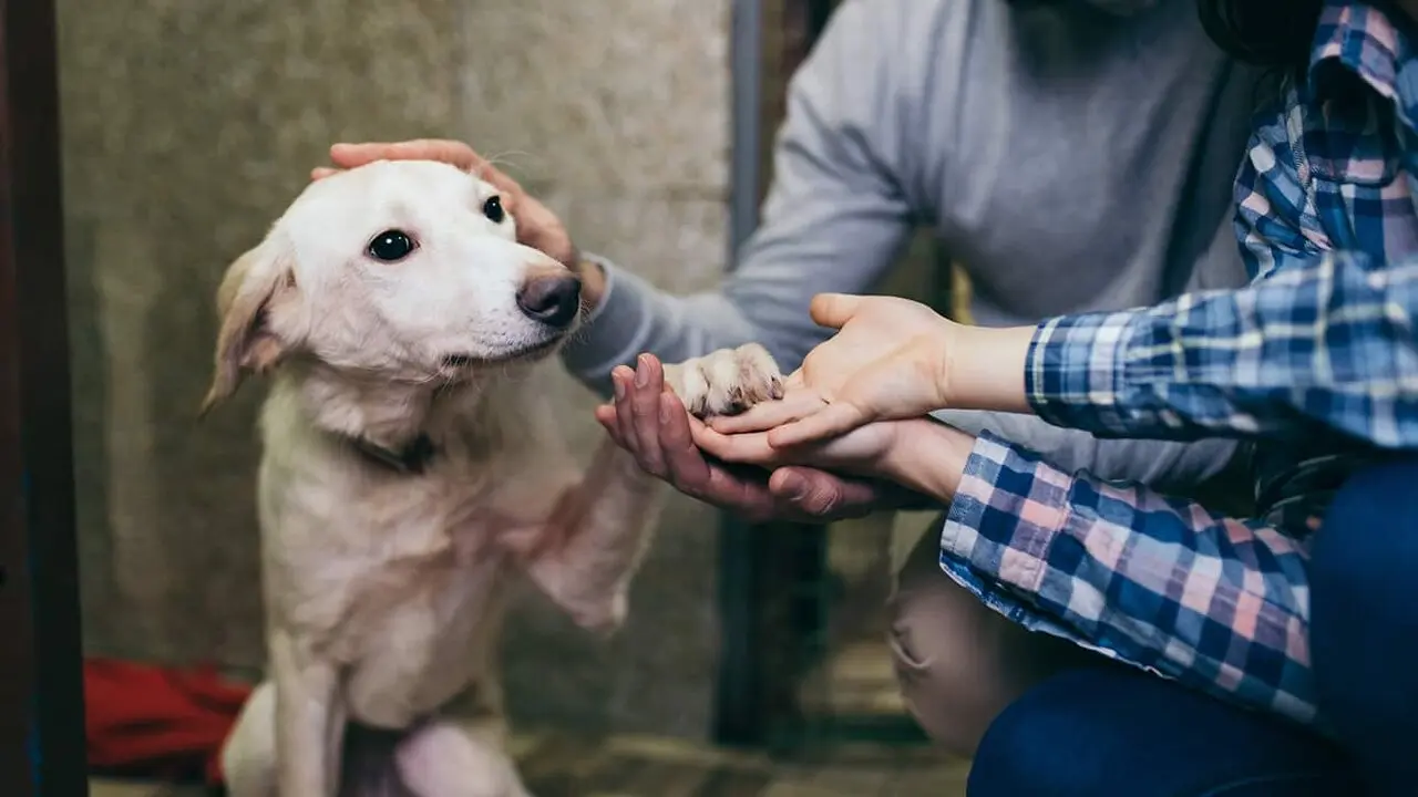 Foto-Todo-lo-que-debes-saber-antes-de-adoptar-una-mascota-1