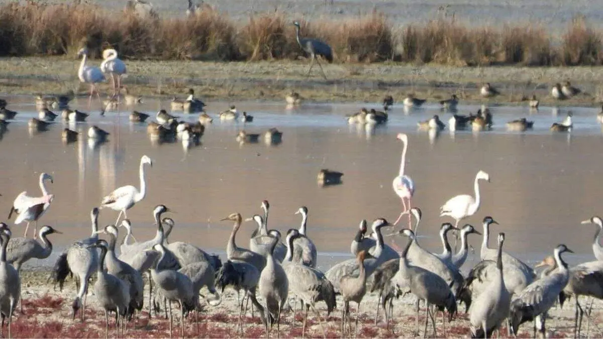 Grullas en la laguna de Gallocanta. / GOBIERNO DE ARAG&Oacute;N