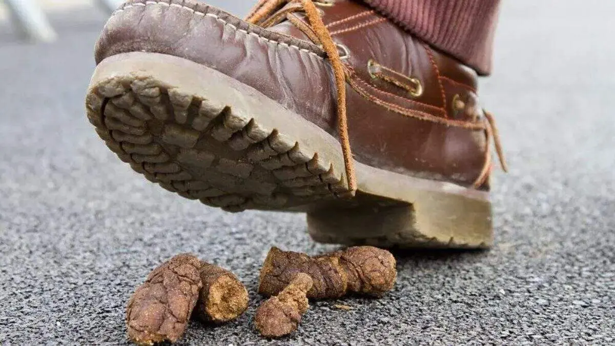 Excrementos de animal en la v&iacute;a p&uacute;blica.