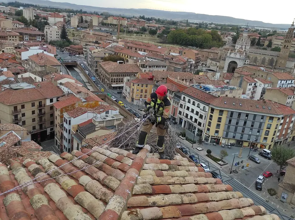 La retirada de nidos de pajaros en el palacio episcopal de Tarazona / DPZ