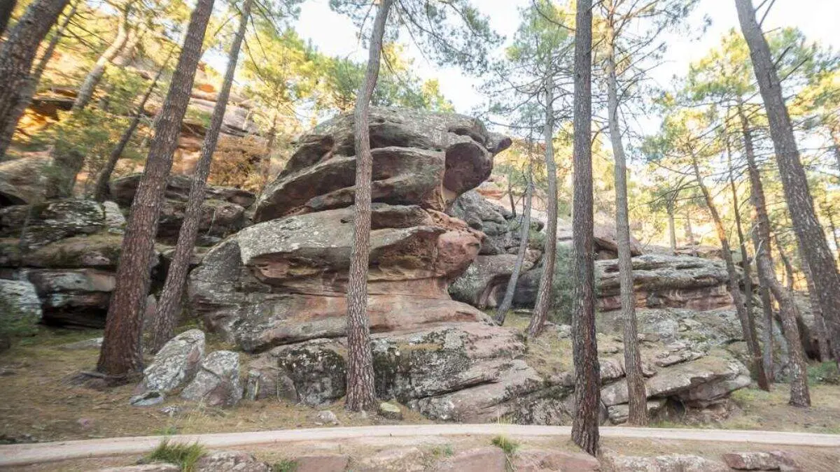 Pinares de Rodeno. / TURISMO ARAG&Oacute;N