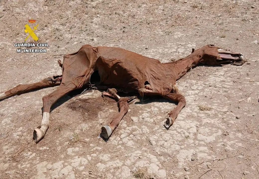 Caballo muerto. /Guardia Civil