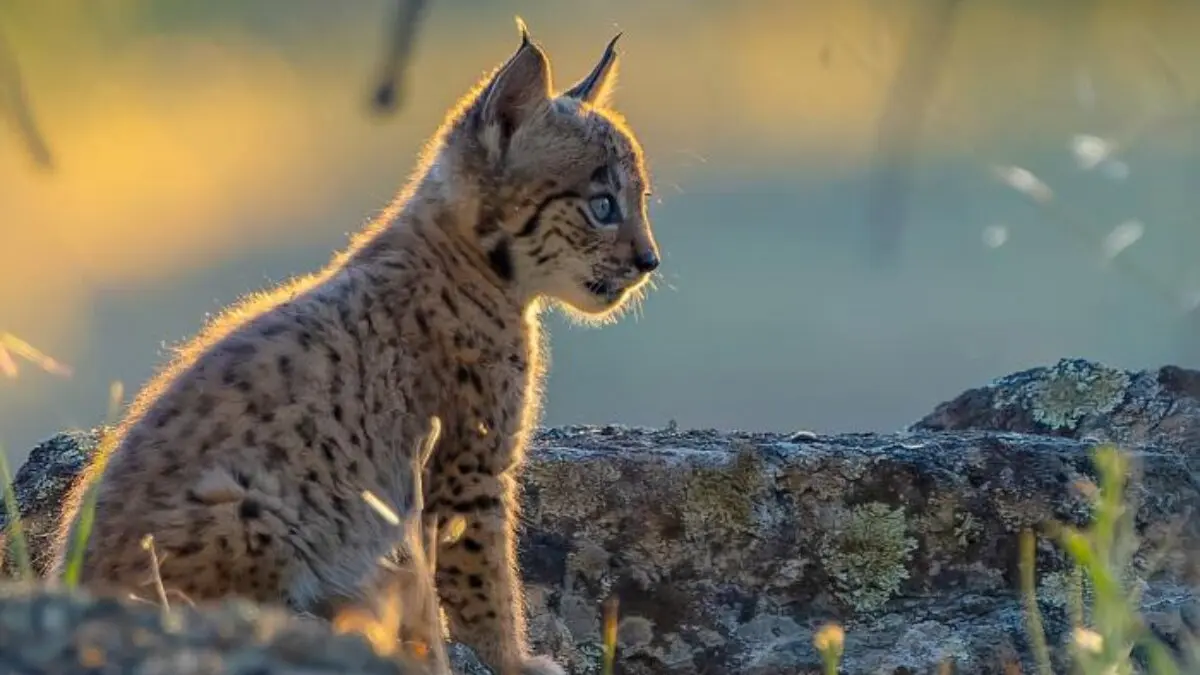 Archivo - Lince Ib&eacute;rico ./ Arag&oacute;n Hoy