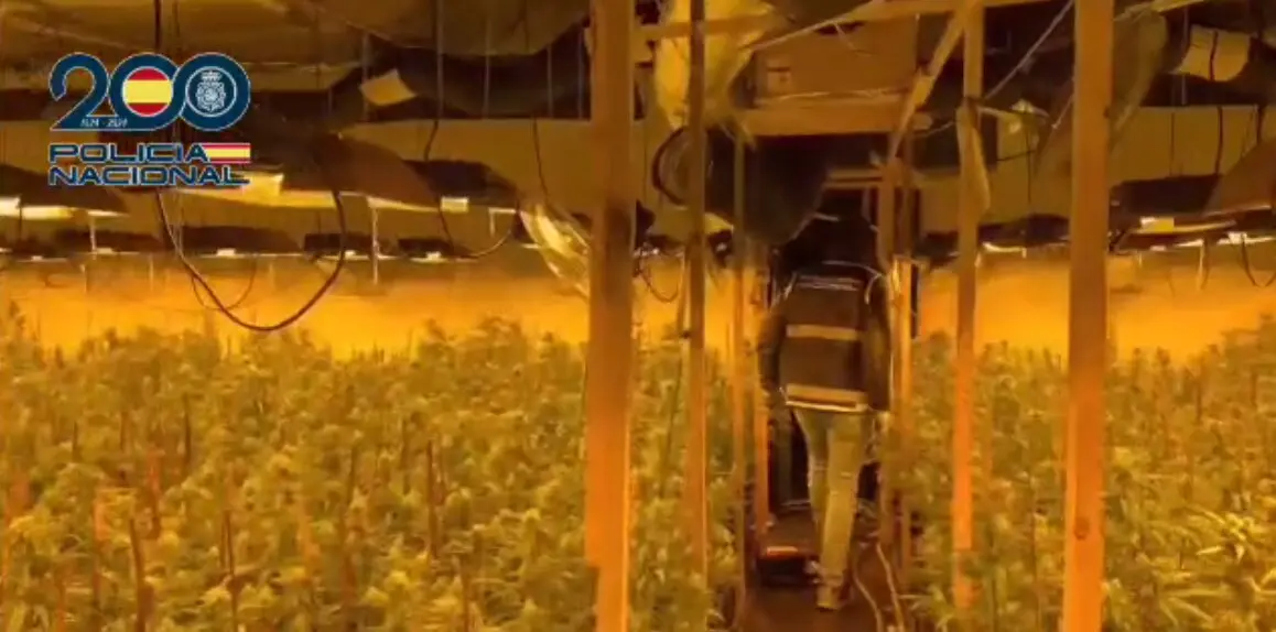 La Polic&iacute;a Nacional desmantela una plantaci&oacute;n &ldquo;indoor&rdquo; con m&aacute;s de 4000 plantas de marihuana