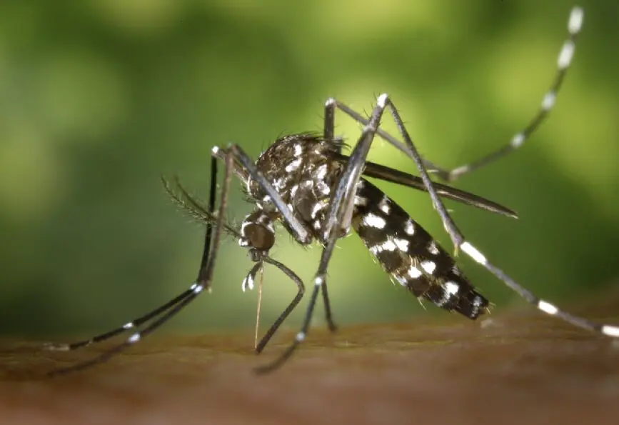 Mosquito. / World Mosquito Program