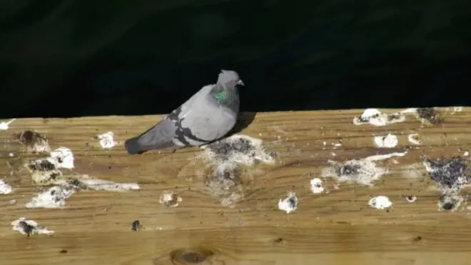 Palomas torcaces