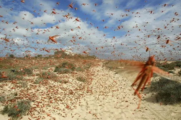 Plaga de langosta en Monegros y Farlete