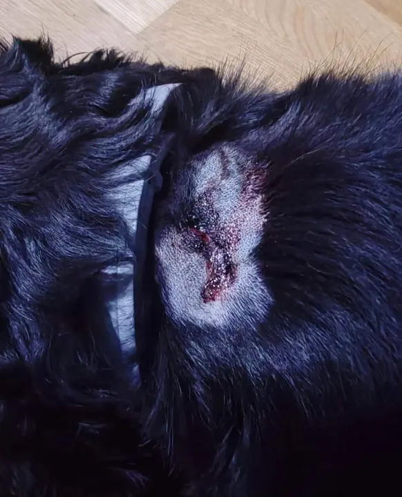 Imagen del mordisco publicada por los due&ntilde;os del perro agredido en redes sociales/Redes Sociales