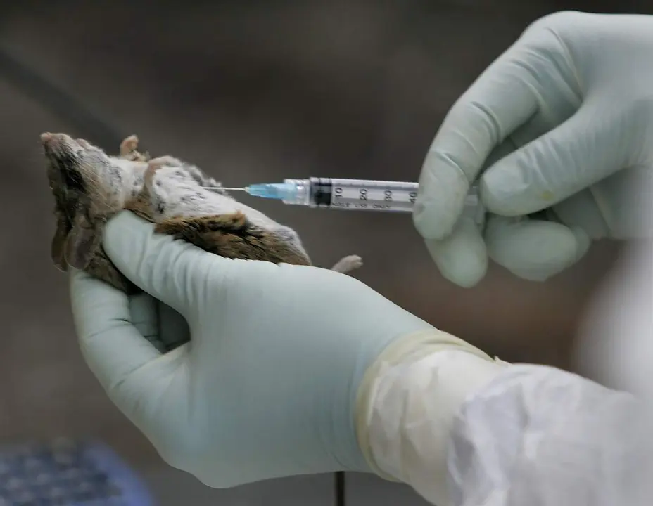 Seis especies de roedores pueden portar el hantavirus