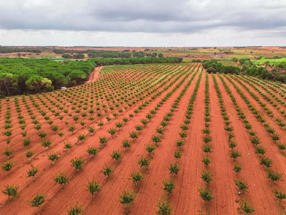 El campo que cultiva el oro verde en el sur de Francia / HOY ARAG&Oacute;N