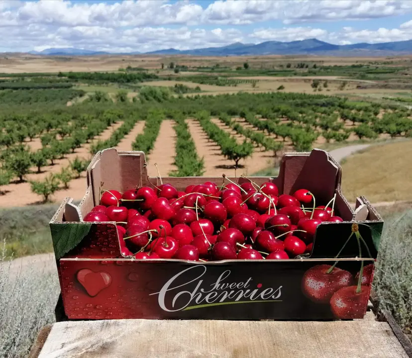 La campa&ntilde;a de Calatayud est&aacute; en alerta tras el temporal de los &uacute;ltimos meses / HOY ARAG&Oacute;N