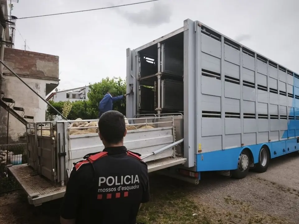 Corderos devueltos a su propietario. / Mossos d&acute;Esquadra