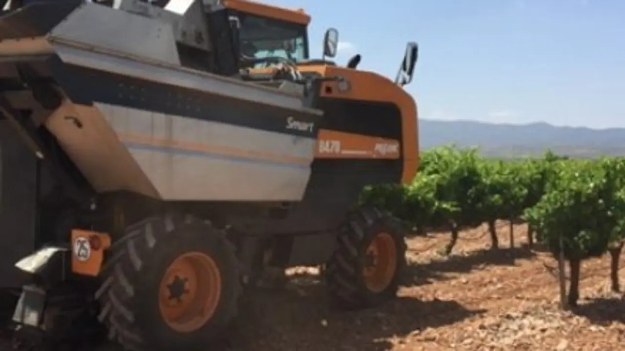 vino vendimia cari&ntilde;ena