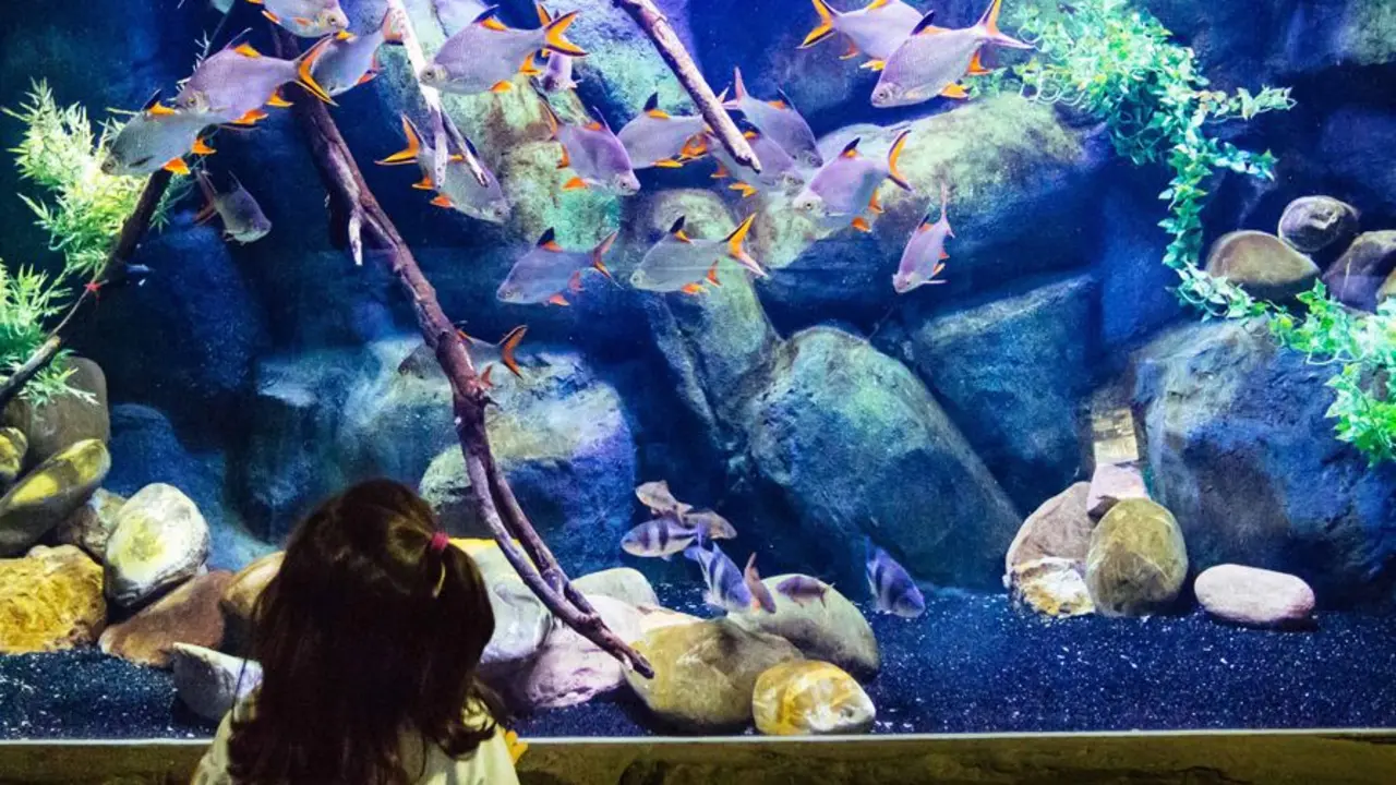 El acuario de Zaragoza es uno de los grandes planes para este verano