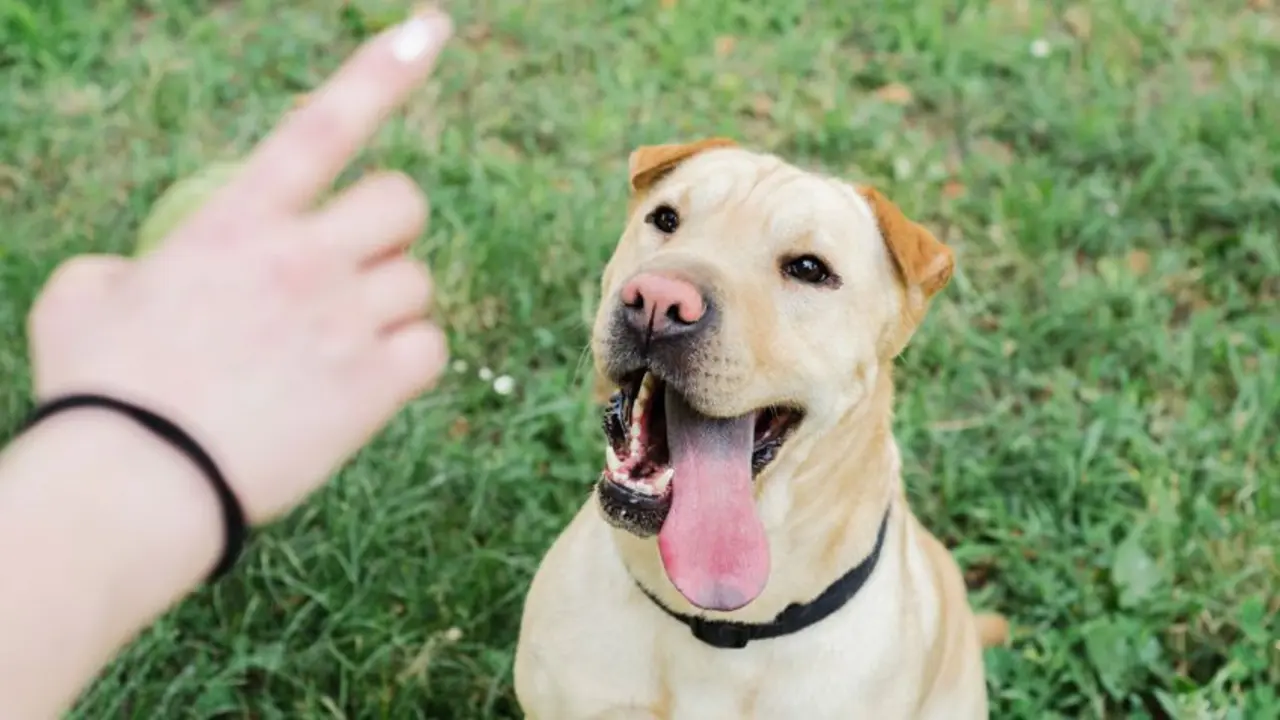 Las multas por no cuidar bien debidamente a los animales