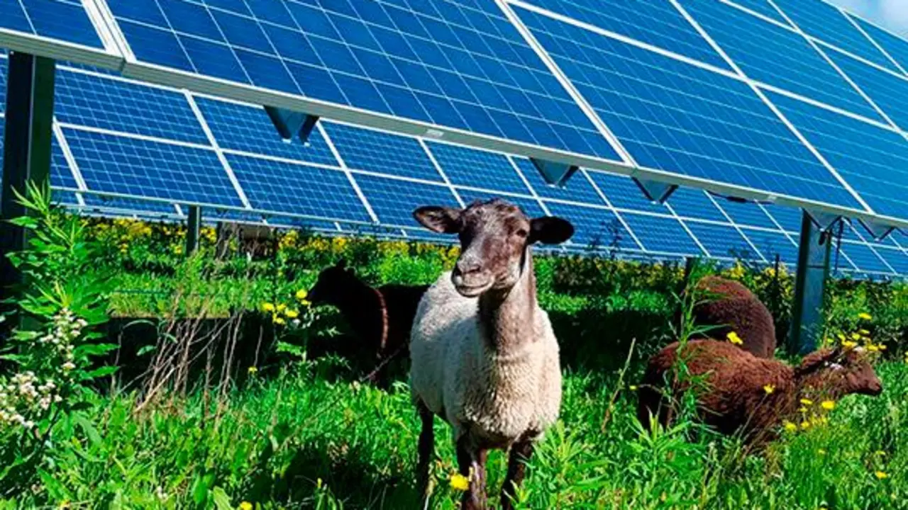 Energ&iacute;as renovables en el sector primario