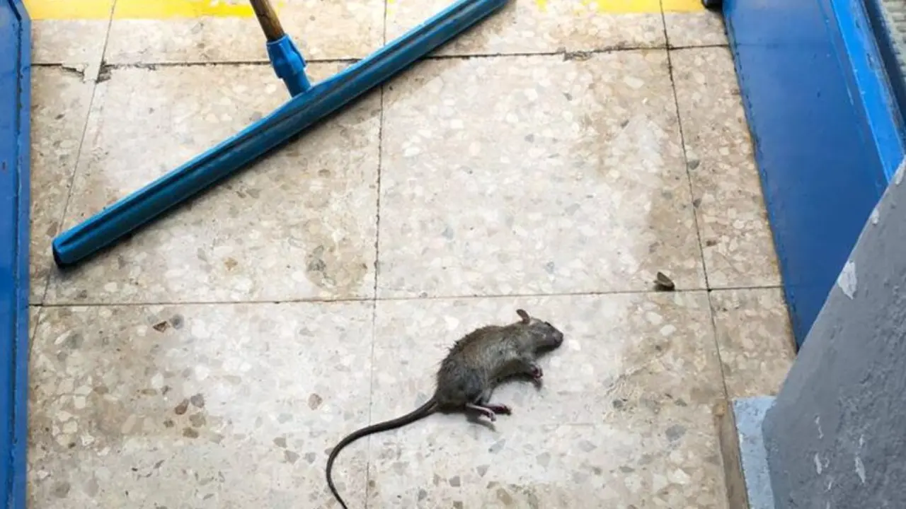 Imagen de un roedor muerto tras caer e una trampa en otra plaga que sufrieron en 2017 /H.A.