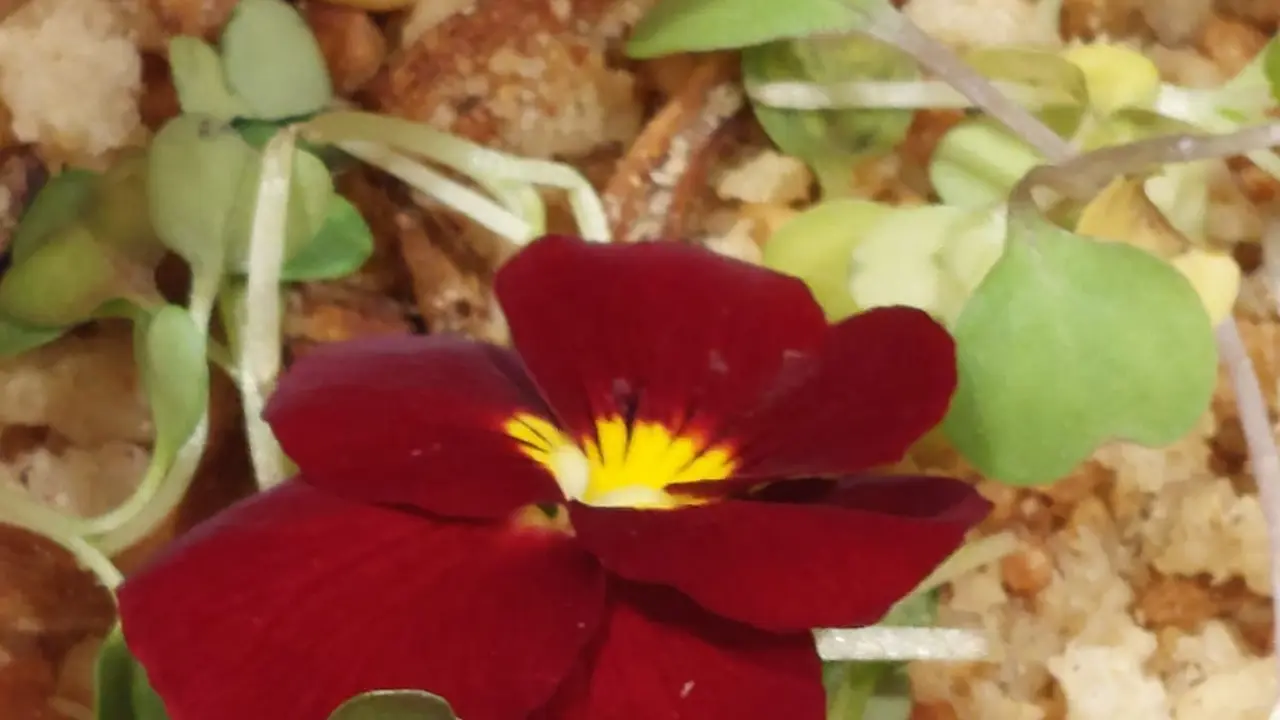 'La Flor de Cinco Villas' se present&oacute; el lunes en Madrid Fusi&oacute;n con productos de las Cinco Villas