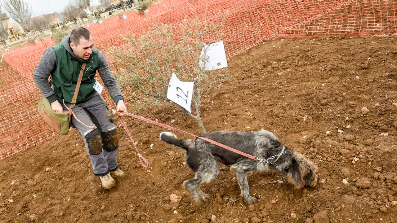 Concurso de caza de trufa con perro en Villarroya del Campo. Jaime Oriz