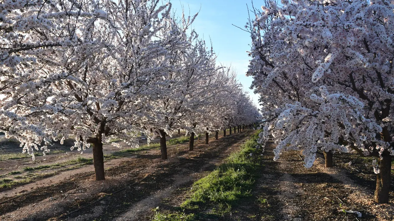 Campo de almendros en flor. / HA