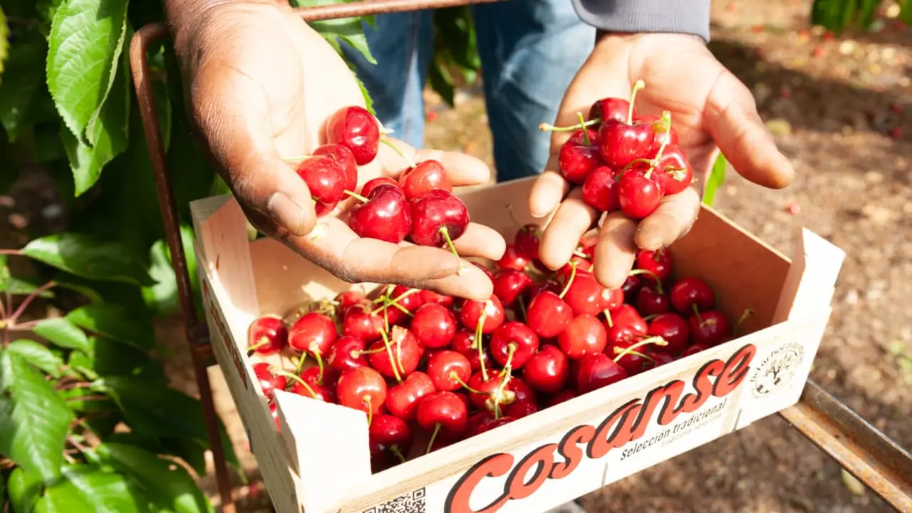 Arag&oacute;n lidera la producci&oacute;n nacional de cerezas, con 32.200 toneladas
