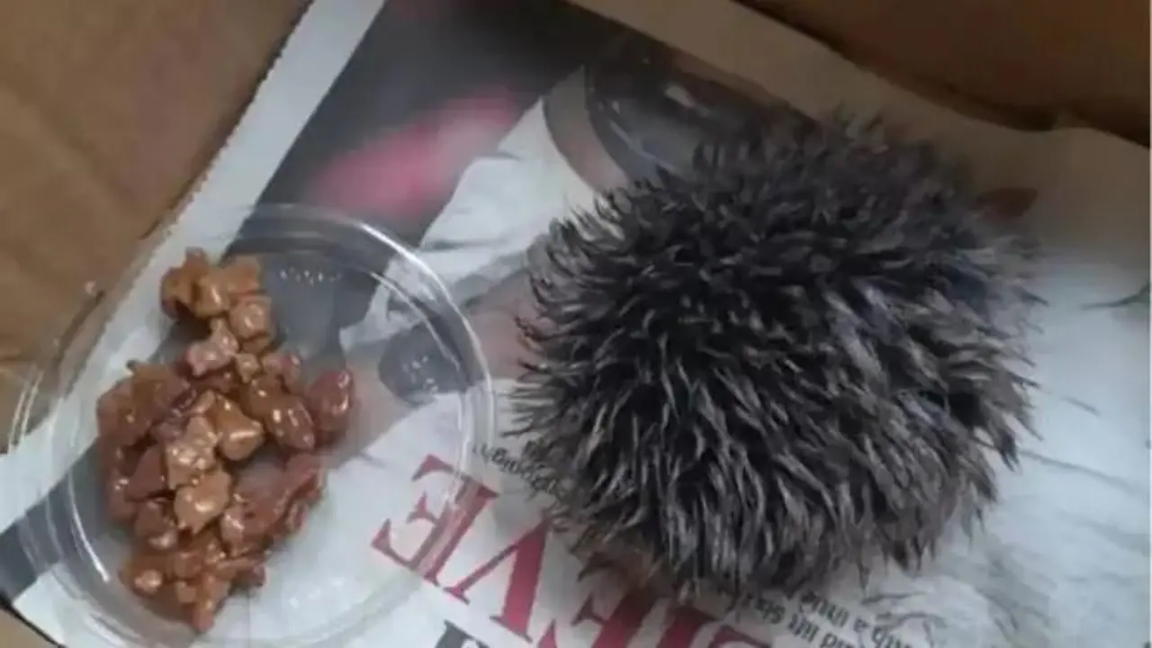 La foto del supuesto erizo beb&eacute; con su plato de comida