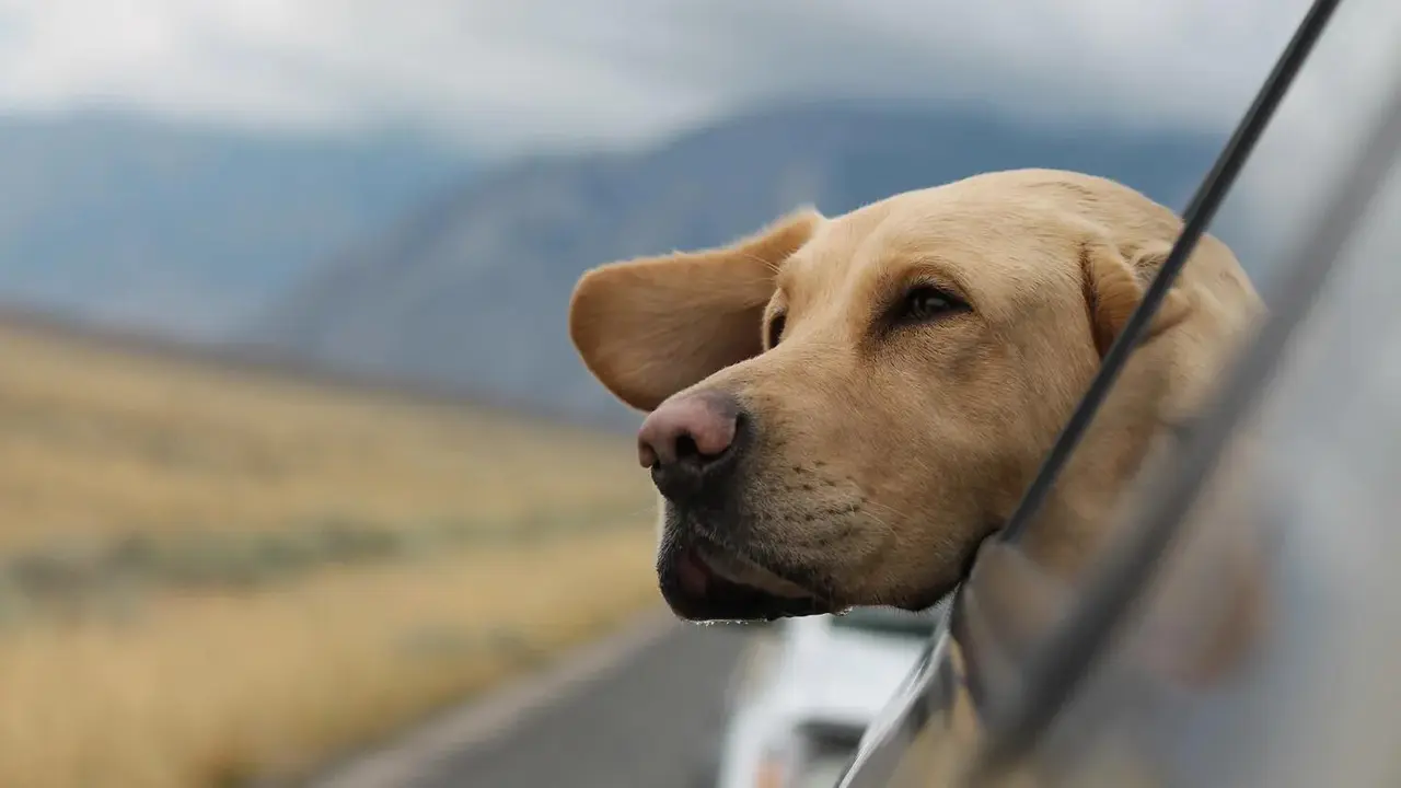 Viajes pet friendly