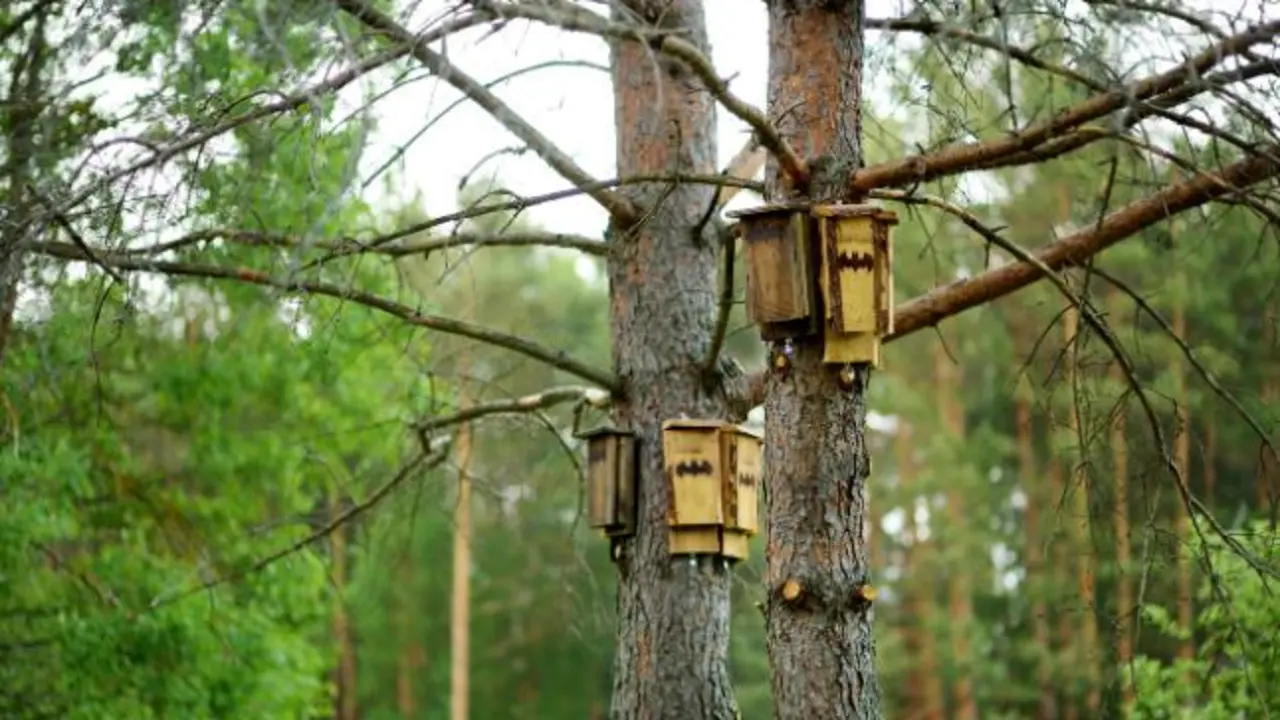 Cajas de murci&eacute;lagos en bosques de pino