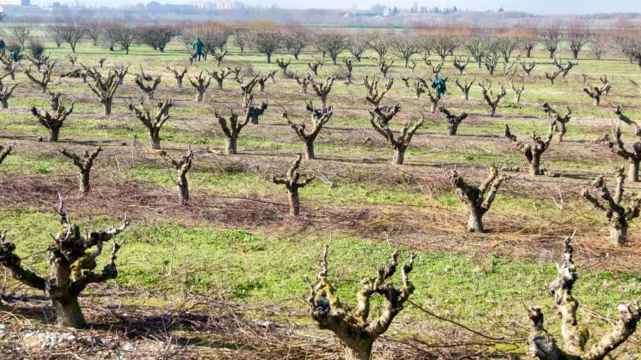 Sector vin&iacute;cola / DGA