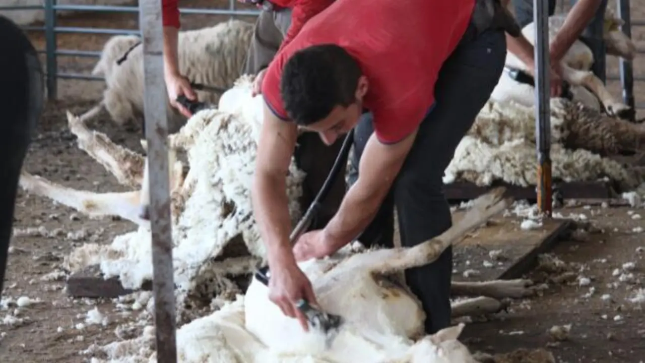 La lana recogida corresponde a la campa&ntilde;a de 2024