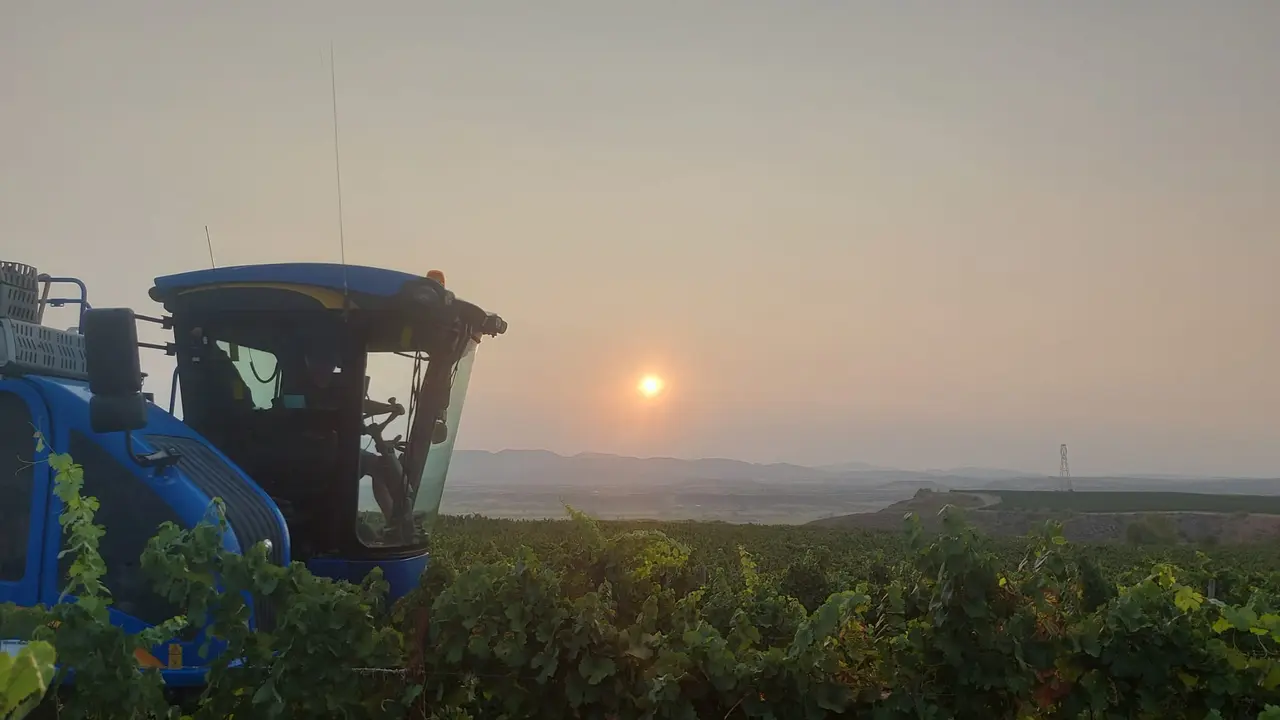 Vendimia de la Bodega Sommos 2024