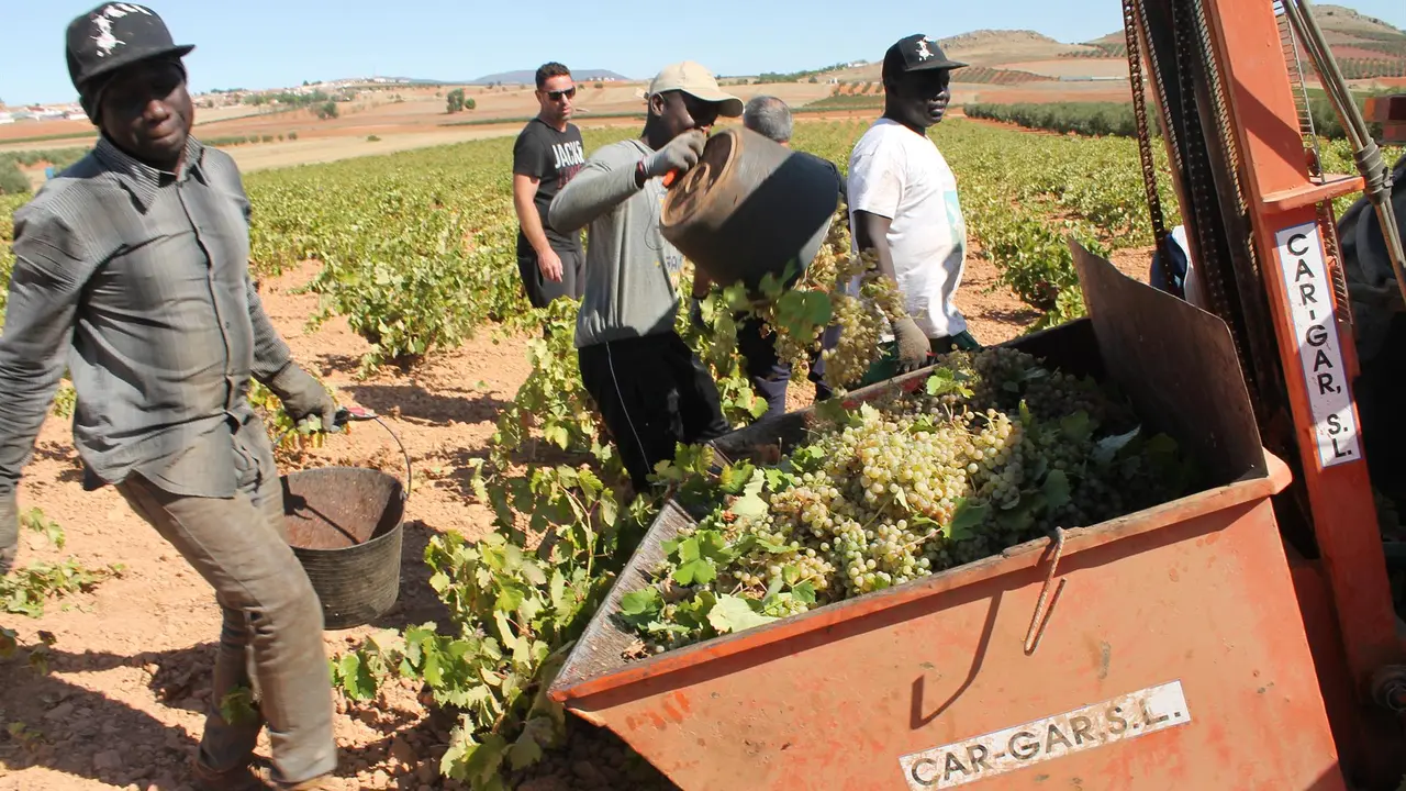 Varias personas recogen uvas de una cosecha durante la temporada de vendimia / E.P.
