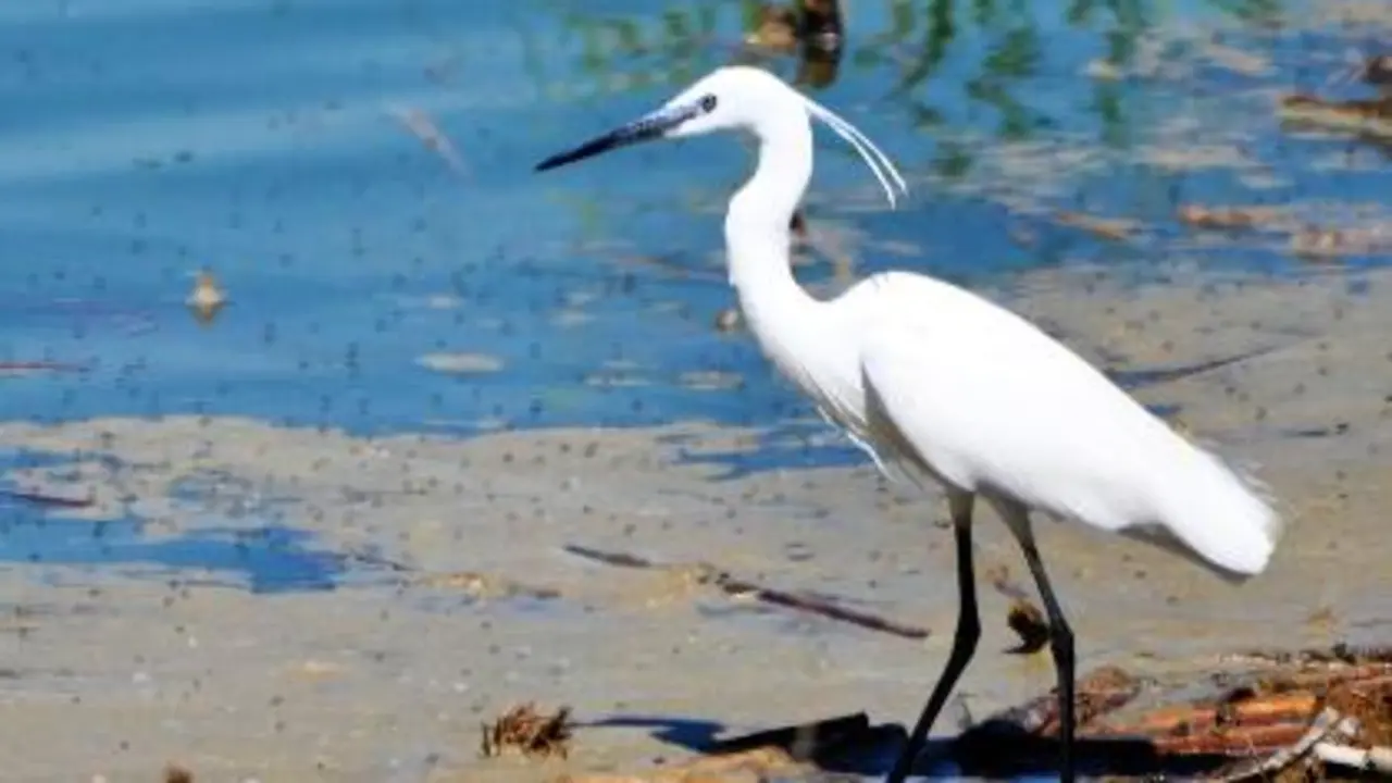 Miles de aves llegar&aacute;n a la laguna de Sari&ntilde;ena a pasar el oto&ntilde;o