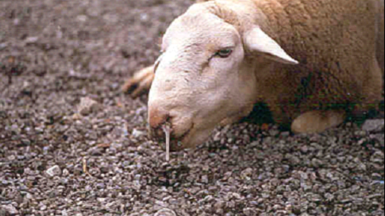 Oveja afectada con el virus de la lengua azul. Ministerio de agricultura