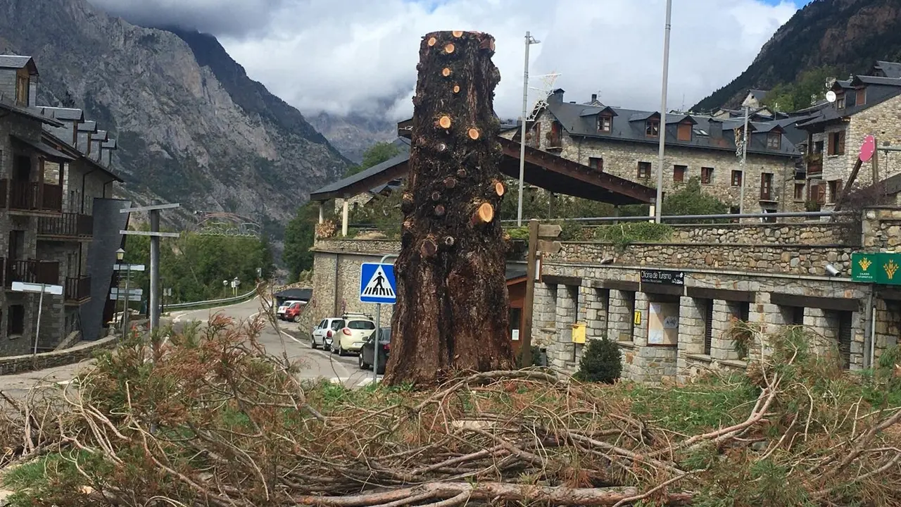 La secuoya de Cerler, con las ramas taladas. / HOY ARAG&Oacute;N