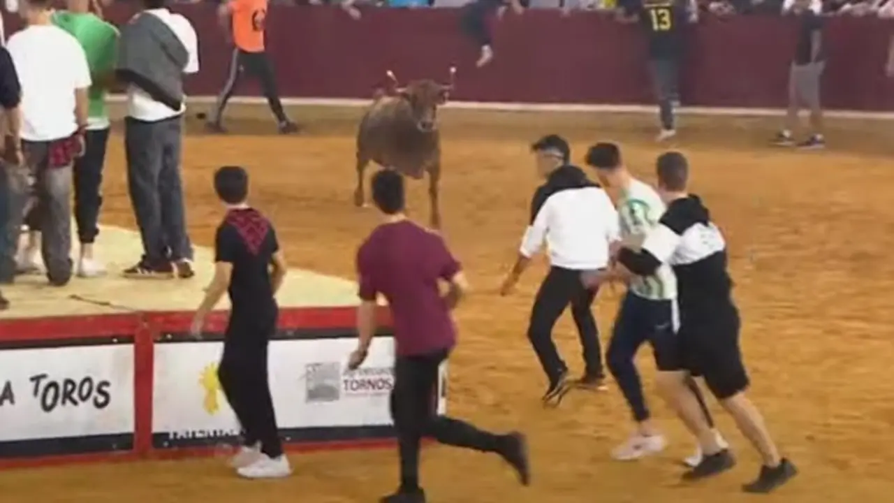 Vaquillas del 13 de octubre de 2024. / Arag&oacute;n TV