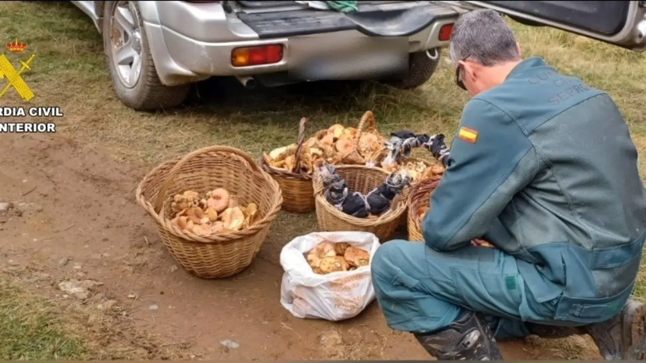 Operaci&oacute;n BOLETUS en Huesca