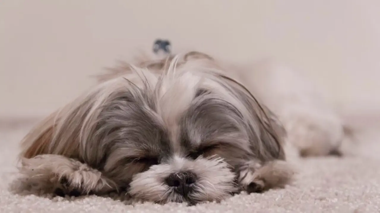 perro