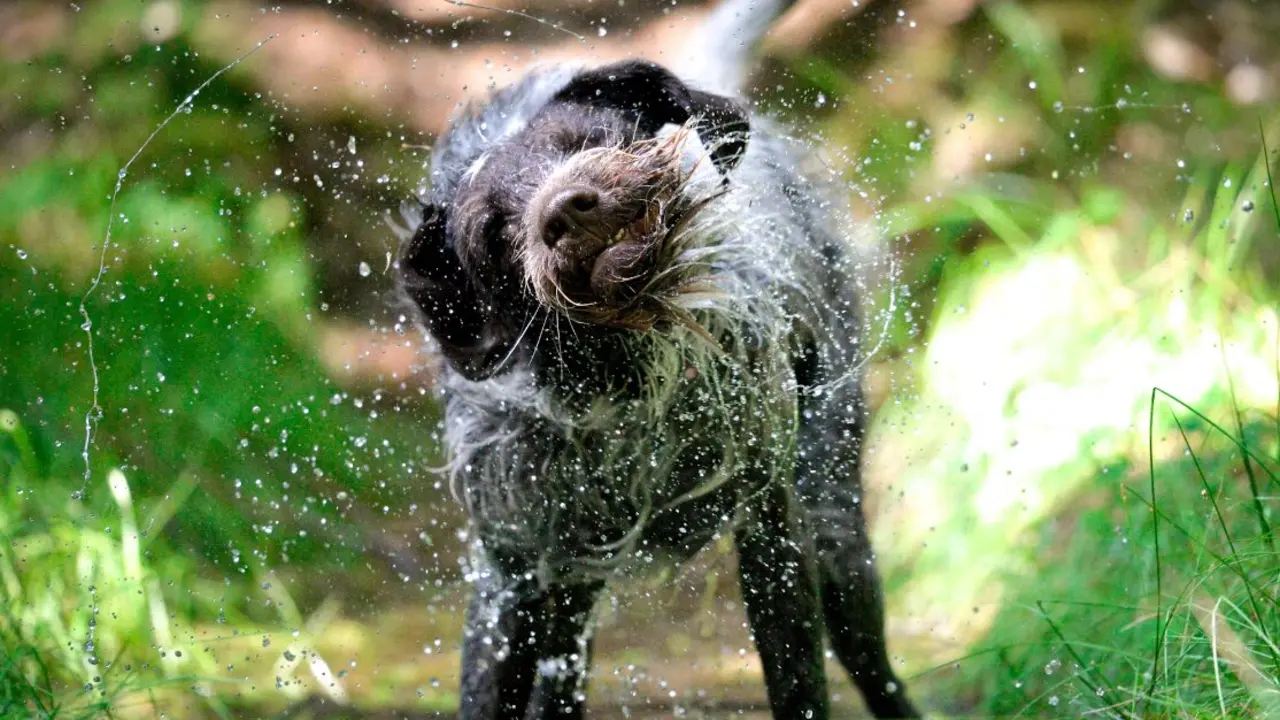 perro