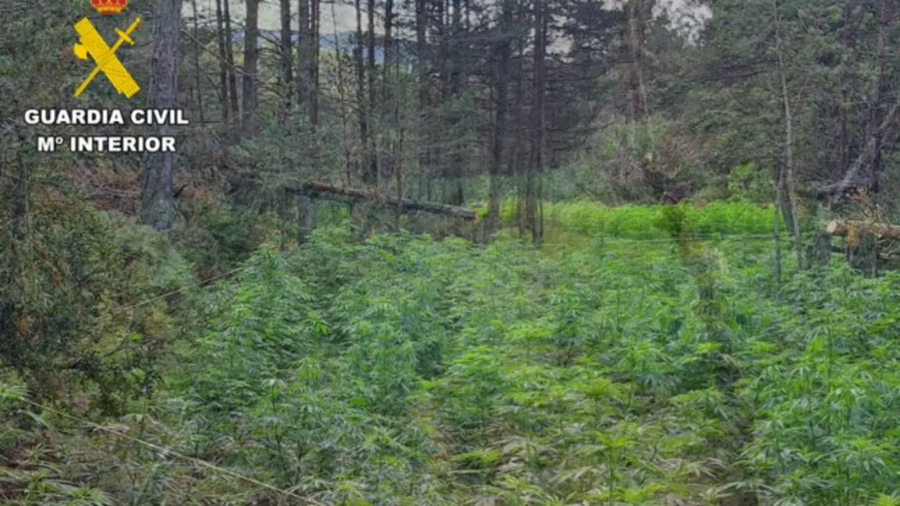 Plantaci&oacute;n de Marihuana encontrada en el bosque