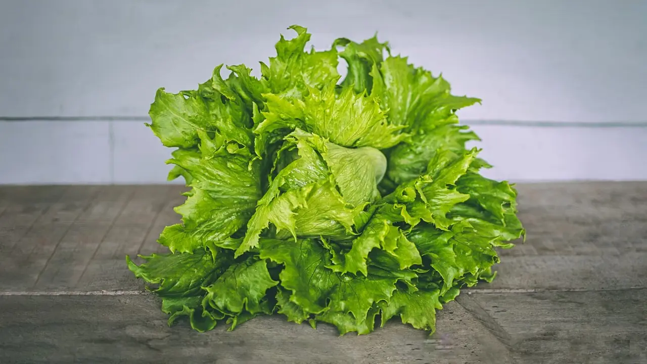 lechuga