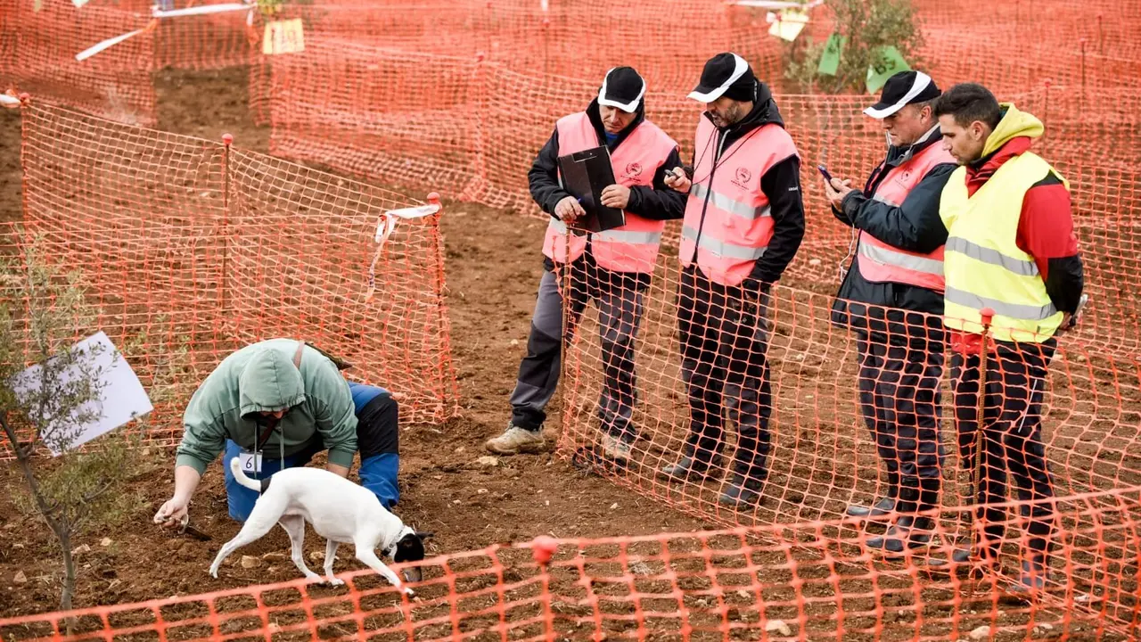 Concurso de Caza de Trufa Negra de Daroca