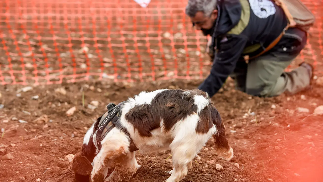 Concurso de Caza de Trufa Negra de la comarca Campo de Daroca. / Jaime Oriz