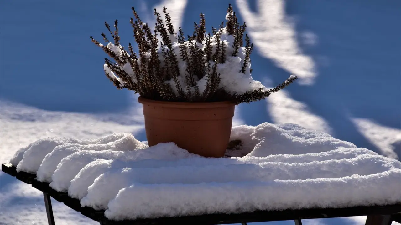 jardin