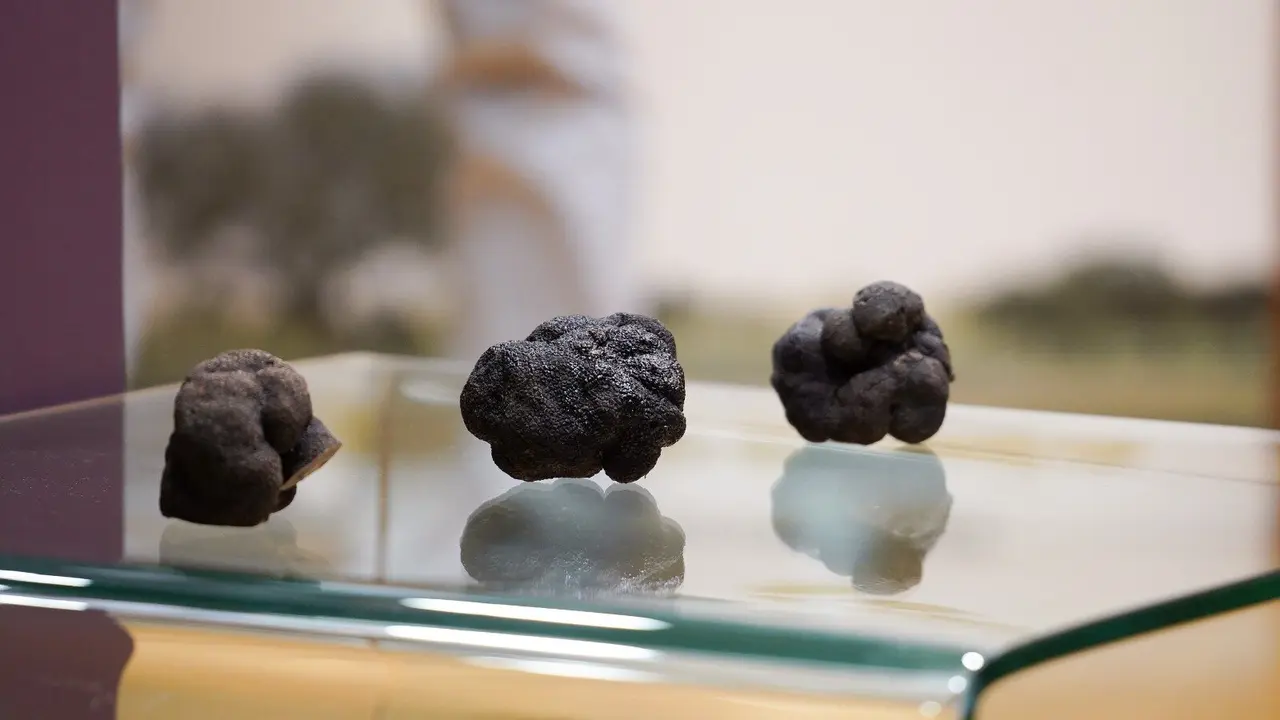 Jornadas de la Trufa negra de Daroca