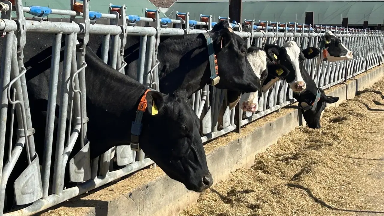 Vacas en una granja