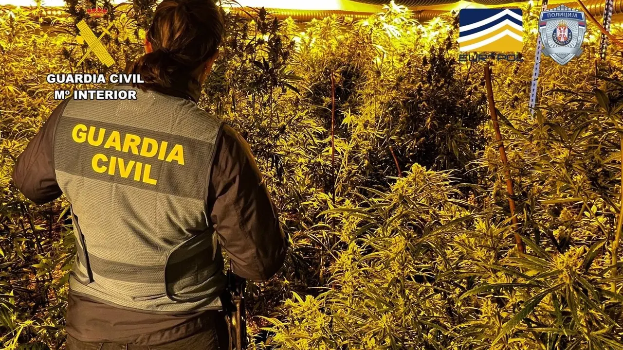 La Guardia Civil interviene 4.619 plantas de cannabis, 2.796 esquejes y 131 kilos de cogollos ya preparados y 66 kilos de picadura de marihuana en Catalu&ntilde;a y Arag&oacute;n - GUARDIA CIVIL